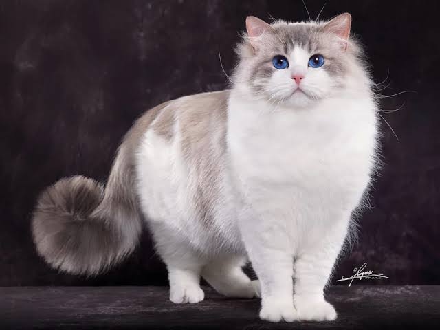 Adorable cat looking for purr-fect match